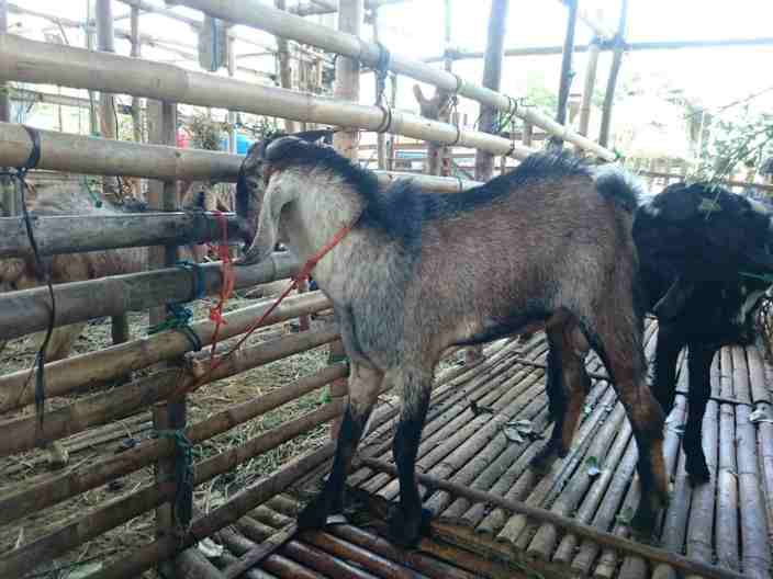 Harga kambing aqiqah 2018 Jogja yang lengkap
