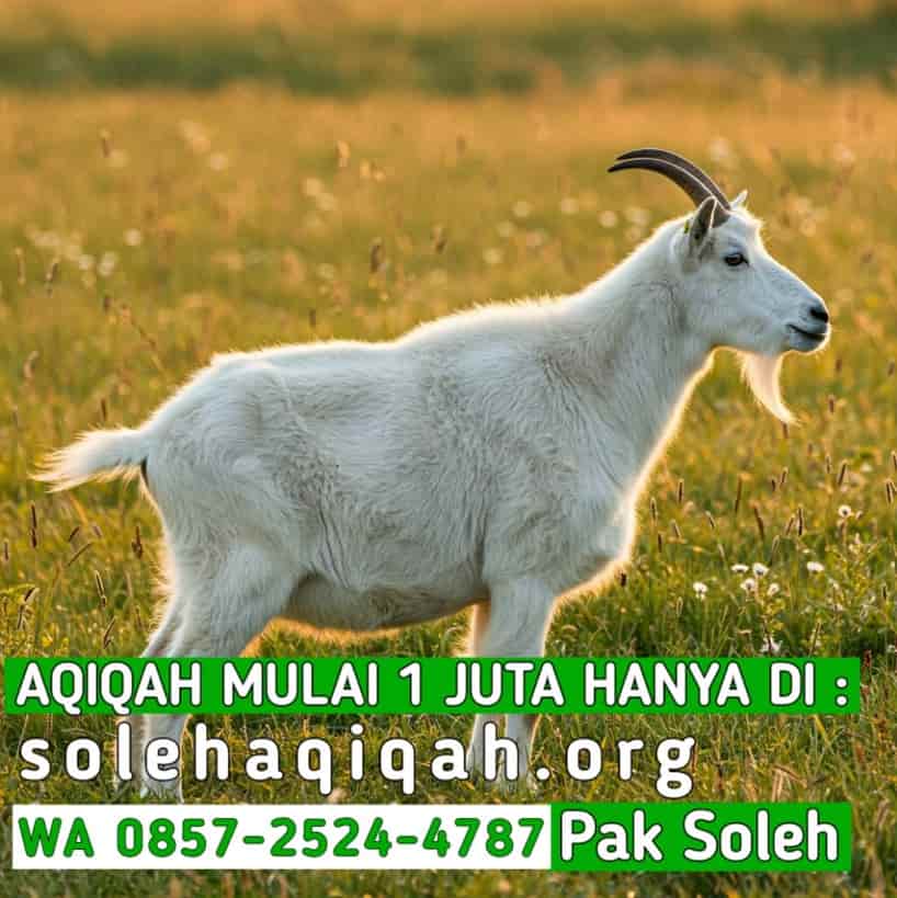 Aqiqah Kambing Solo Pasar Kliwon