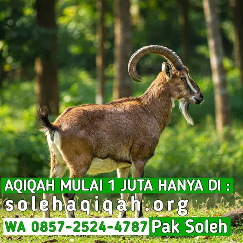 Aqiqah Murah Purwodadi Grobogan