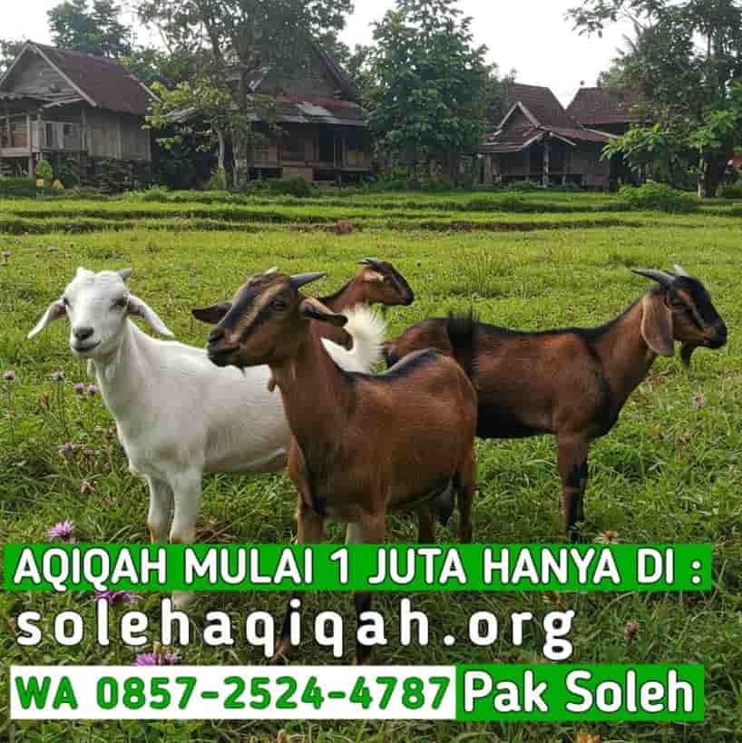 Aqiqah Wonogiri Antar Rumah Bayi