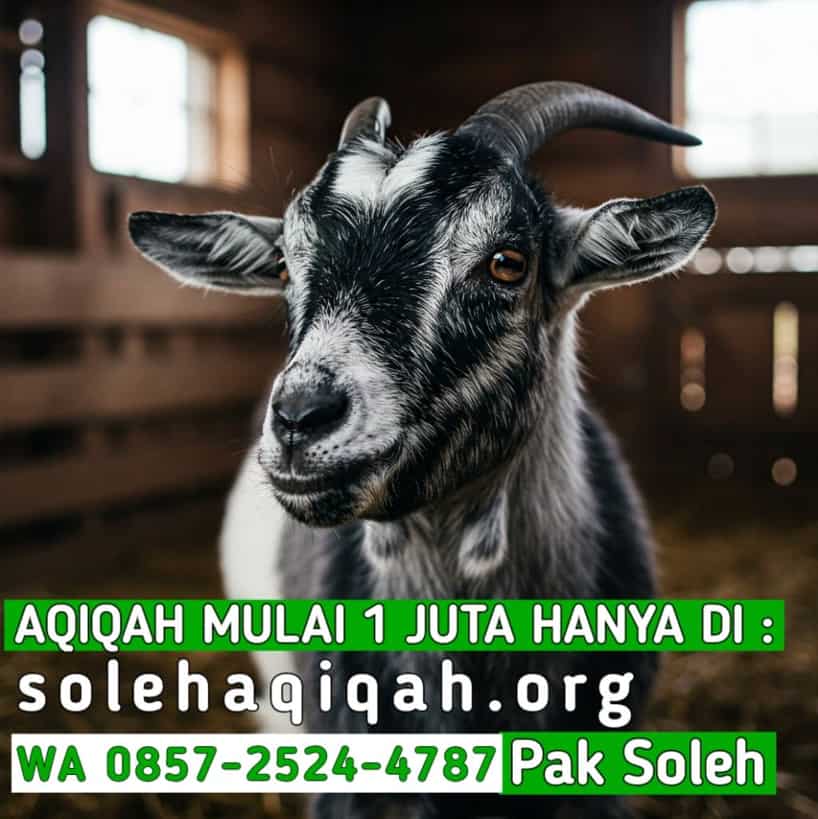 Perbandingan Paket Aqiqah Murah Solo