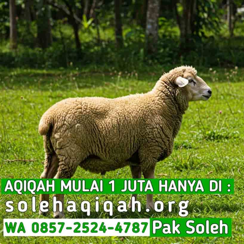 Testimoni Pelanggan Catering Aqiqah Enak dan Murah di Solo