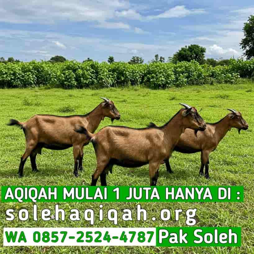 Tips Memilih Paket Aqiqah Boyolali 2026