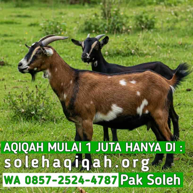 Waktu Terbaik Aqiqah Boyolali 2026