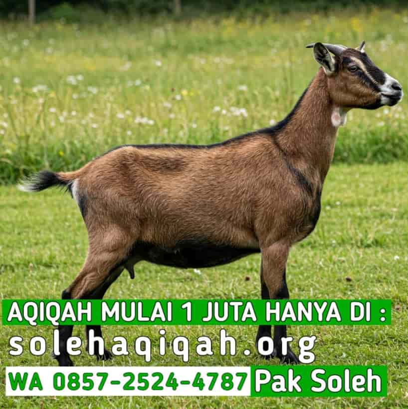 Aqiqah Murah Semarang Gratis Sertifikat & Stok Kambing Selalu Ada Solehaqiqah