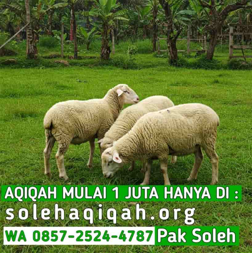 Jasa Aqiqah Solo Murah Gratis Sertifikat