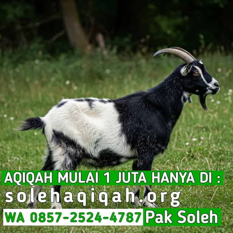 Memilih Jasa Aqiqah Terbaik di Solo