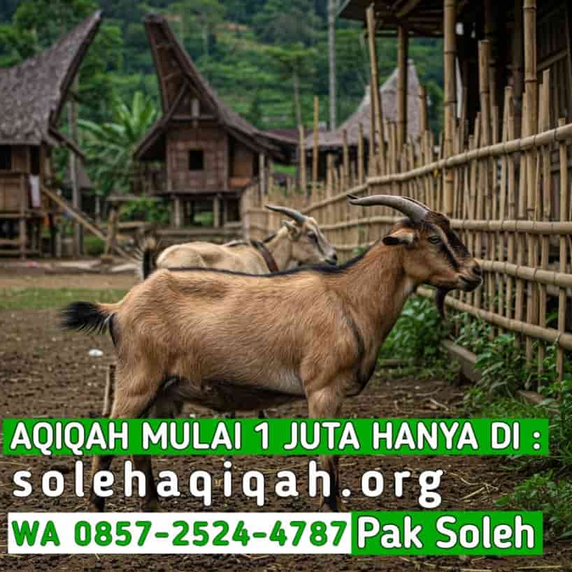 Syarat & Ketentuan Aqiqah di Klaten