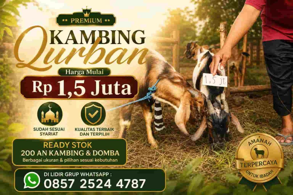 Kambing Qurban Harga 2 Jutaan Solo, Pilihan Favorit untuk Qurban Hemat Tahun Ini