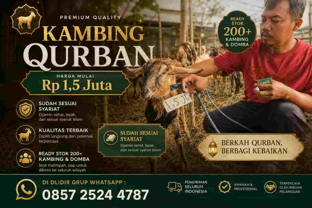 Kambing Qurban Solo Murah 2026 Harga Hemat, Sehat, dan Sesuai Syariat