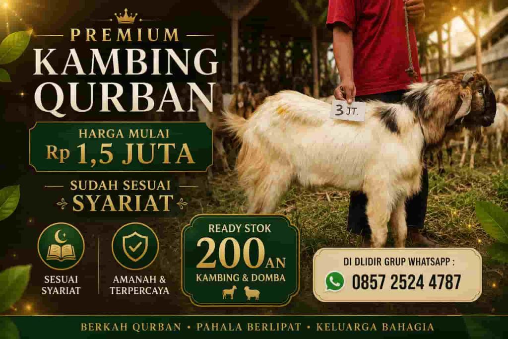 Promo Kambing Qurban Solo 2026, Stok Terbatas dengan Harga Spesial Idul Adha